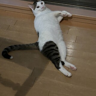 元気でお喋りさん。寂しいと呼びます　ろけっと