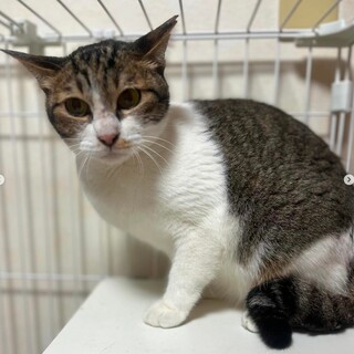 人慣れ訓練中のがんばりや　花