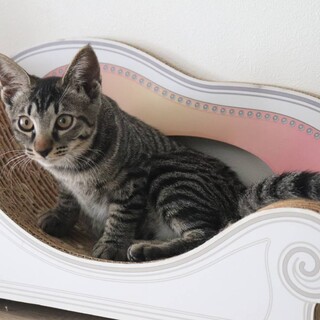 人間大好き　あとりちゃん