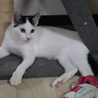 おっとりな甘えん坊　レンちゃん