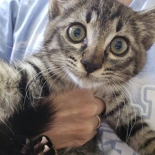 おしゃべりな食いしん坊くん　アクア