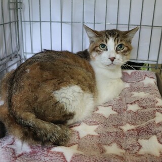 ファミリーマートで10年可愛がられていたみーちゃん