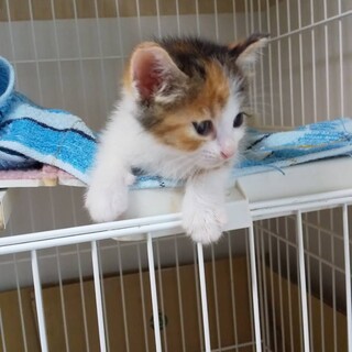 ききょうちゃん