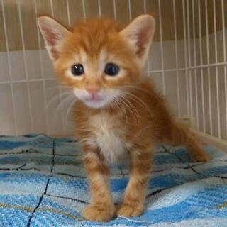 ちゃいぶちゃん