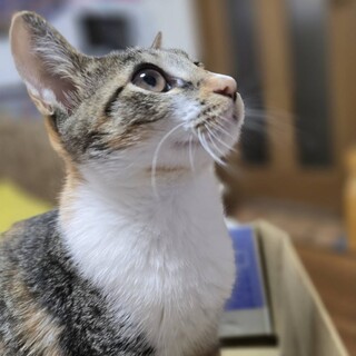 里親決定／すずちゃん