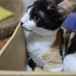 里親決定／らんちゃん