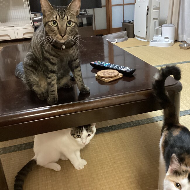 シルケンのカバー写真