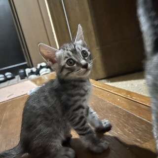 生後1ヶ月半の元気な赤ちゃん猫です
