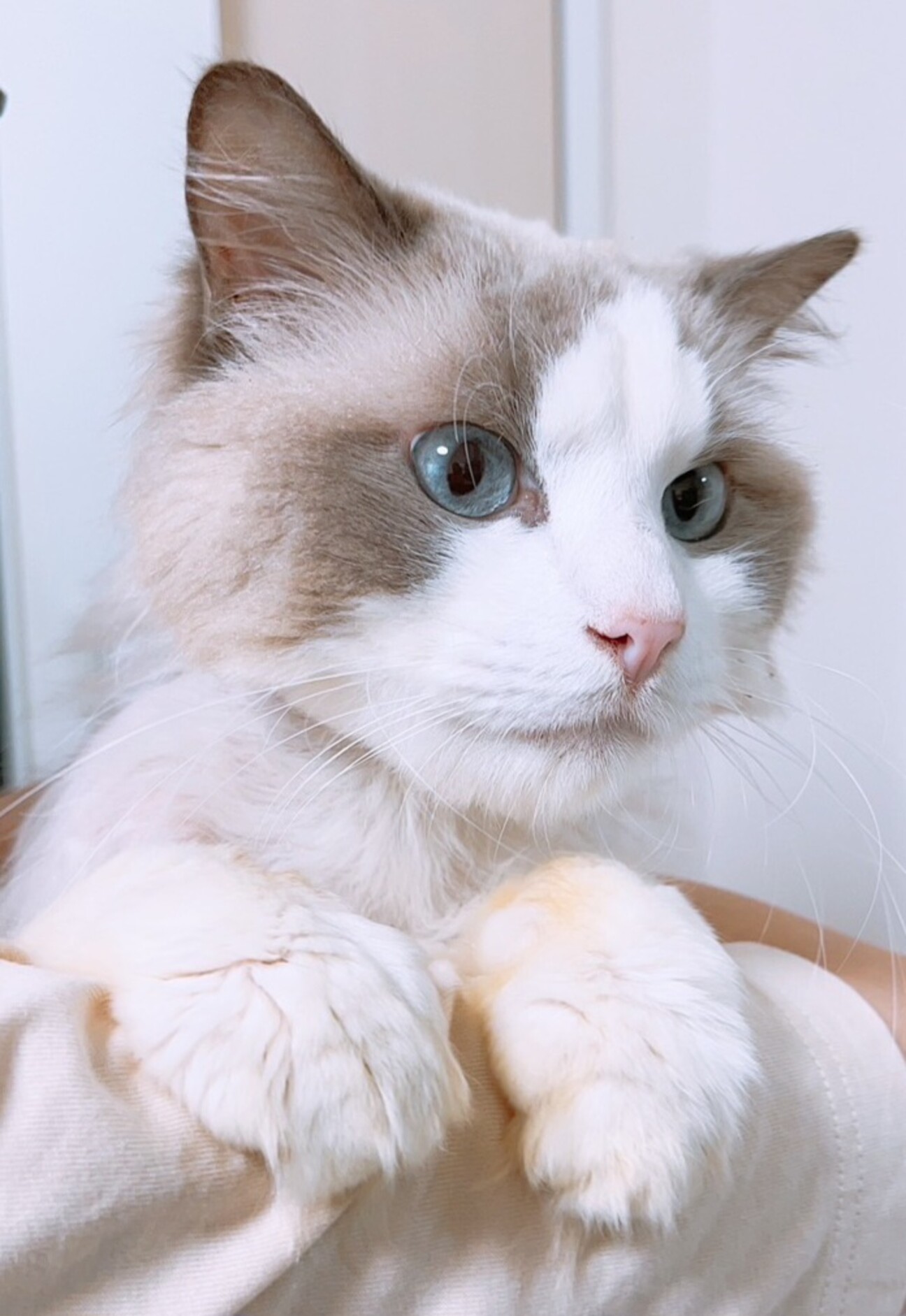 ラグドール2歳の男の子」東京都 - 猫の里親募集(500653) 1枚目の