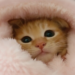 元気な茶とら4ヵ月