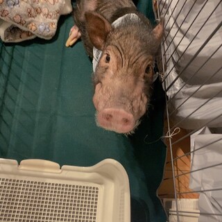 マイクロミニブタ 里親募集