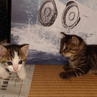 生後４週間　姉妹の子猫の里親になって下さい。