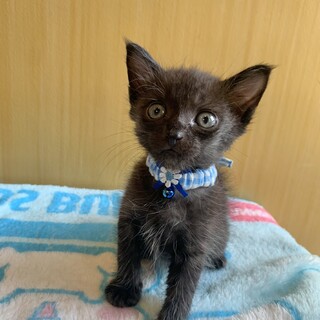 人も猫もだ〜い好き♡甘えん坊な男の子