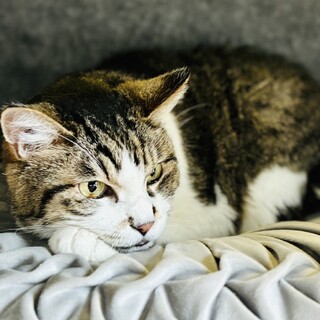 飼い主さんのところへ旅立ったゆめちゃん