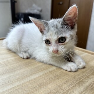 生後2ヶ月(推定)女の子