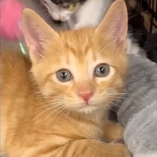 授乳から育てた人懐こくて甘えん坊トリ君