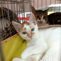 つくば譲渡会(=^ェ^=)