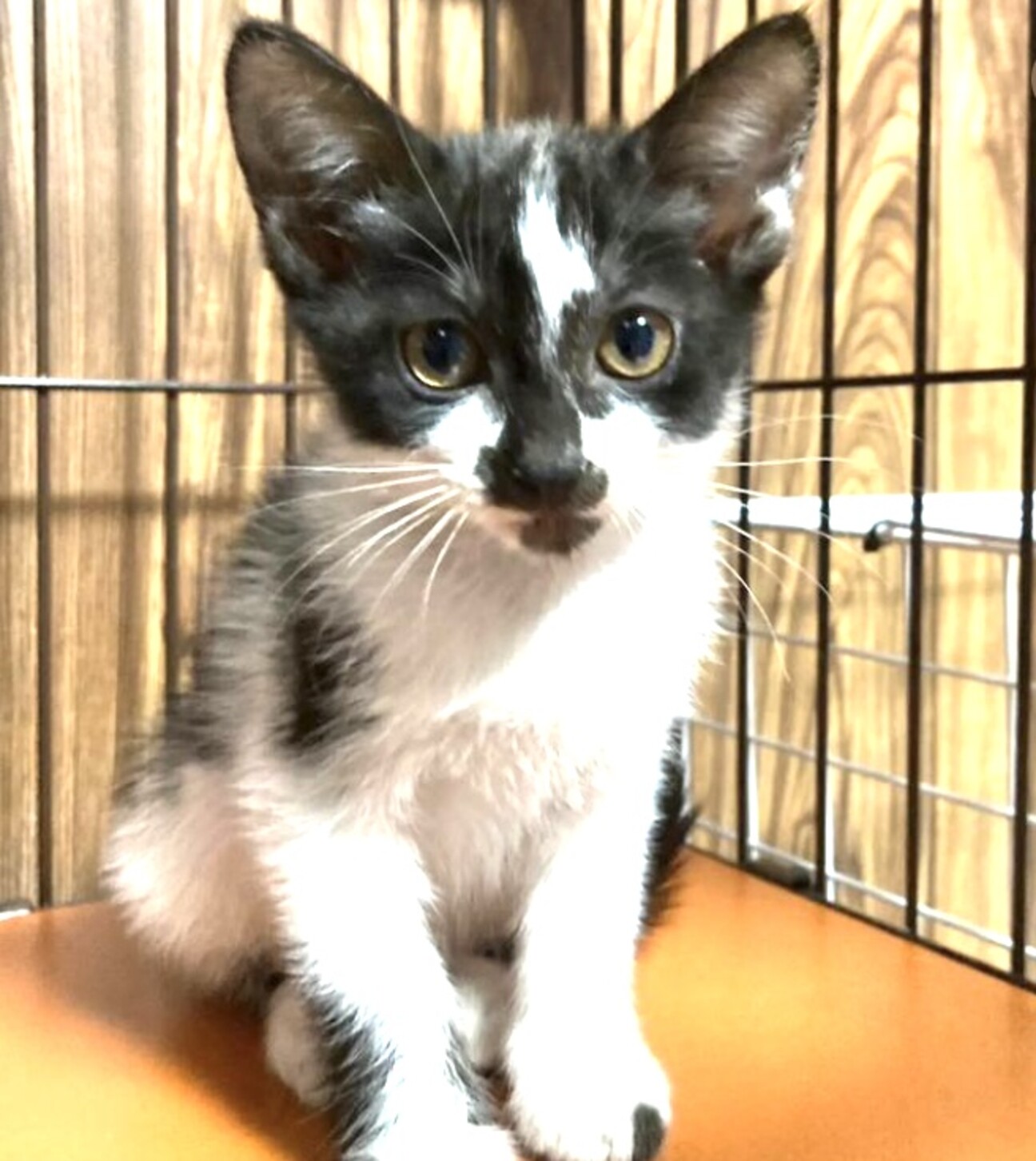 お口まわりが特徴的、ひげちゃん」福岡県 - 猫の里親募集(500679) 2枚