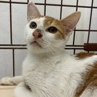 茶白子猫⭐︎キリンくん⭐︎4ヶ月⭐︎人慣れ◎