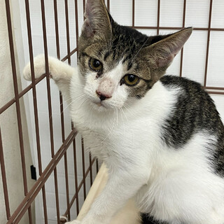 キジシロ子猫⭐︎バクくん⭐︎4ヶ月⭐︎人慣れ◎