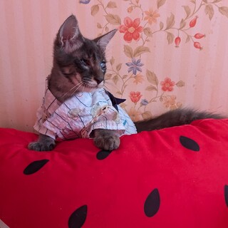 全盲だって何でも出来ちゃうよグレーの仔猫