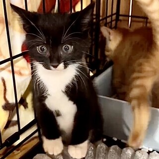 授乳から育てた人が大好き甘えん坊風君