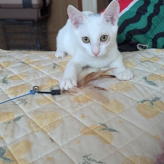 真っ白な綺麗な子猫。元気が一番！