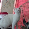 真っ白な綺麗な子猫。元気が一番！ サムネイル2
