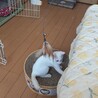 真っ白な綺麗な子猫。元気が一番！ サムネイル3