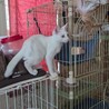 真っ白な綺麗な子猫。元気が一番！ サムネイル4