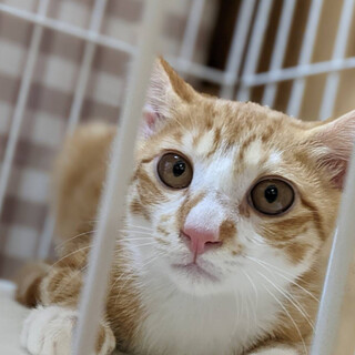 人慣れ◎茶白子猫⭐︎ティムくん⭐︎4ヶ月