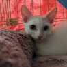 真っ白な綺麗な子猫。元気が一番！ サムネイル5