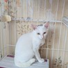真っ白な綺麗な子猫。元気が一番！ サムネイル6