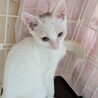 真っ白な綺麗な子猫。元気が一番！ サムネイル7