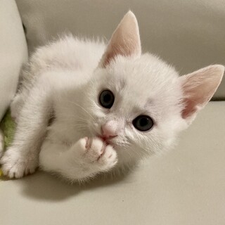 人懐っこい子猫（1ヶ月位）