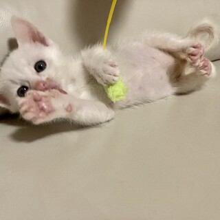 人懐っこい子猫（1ヶ月位）