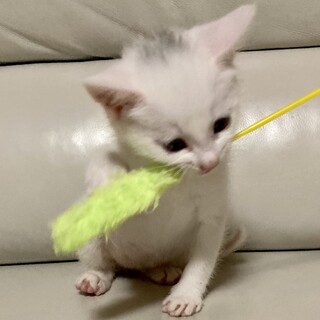 人懐っこい子猫（1ヶ月位）
