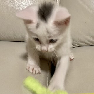 人懐っこい子猫