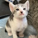 元気な子猫（8/11産まれ）の里親募集中でした
