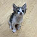 元気な子猫（8/11産まれ）の里親募集中でした