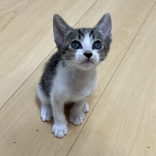 元気な子猫（8/11産まれ）の里親募集中でした
