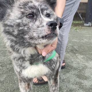 甘えん坊のチビ