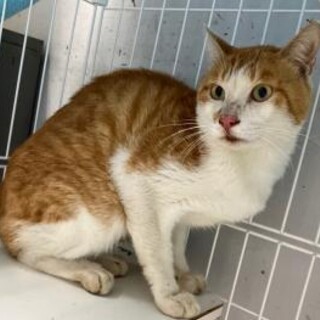 処分対象　収容期限9月20日迄　延長なし