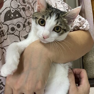 パワフルgirl♡『キャメロン』