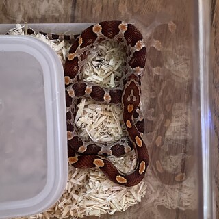 コーンスネークベビー里親決定