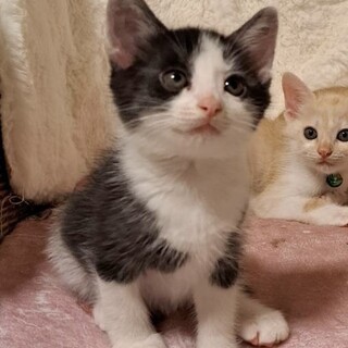 ミルクから育てた甘えん坊な男の子