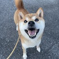 小ぶりで元気な柴犬の女の子