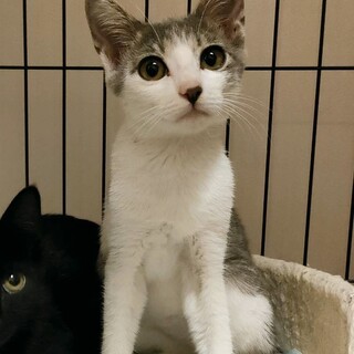 イケメンなサバ白いっぽくん☆