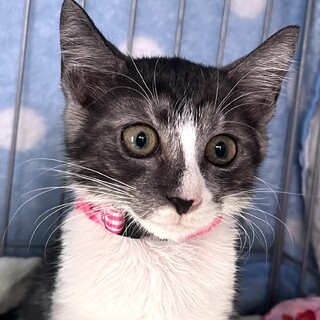 お声かけあり。白スモーク猫ミィシャちゃん