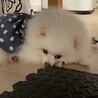 ふーまるお